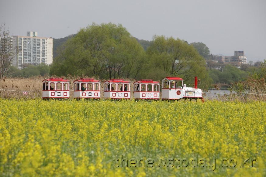 1.2026 부여세도 방울토마토 & 유채꽃 축제 단지(2).JPG